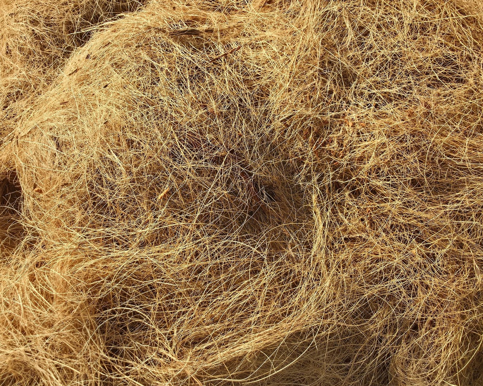 Close-up of coconut fibre separated from the husk