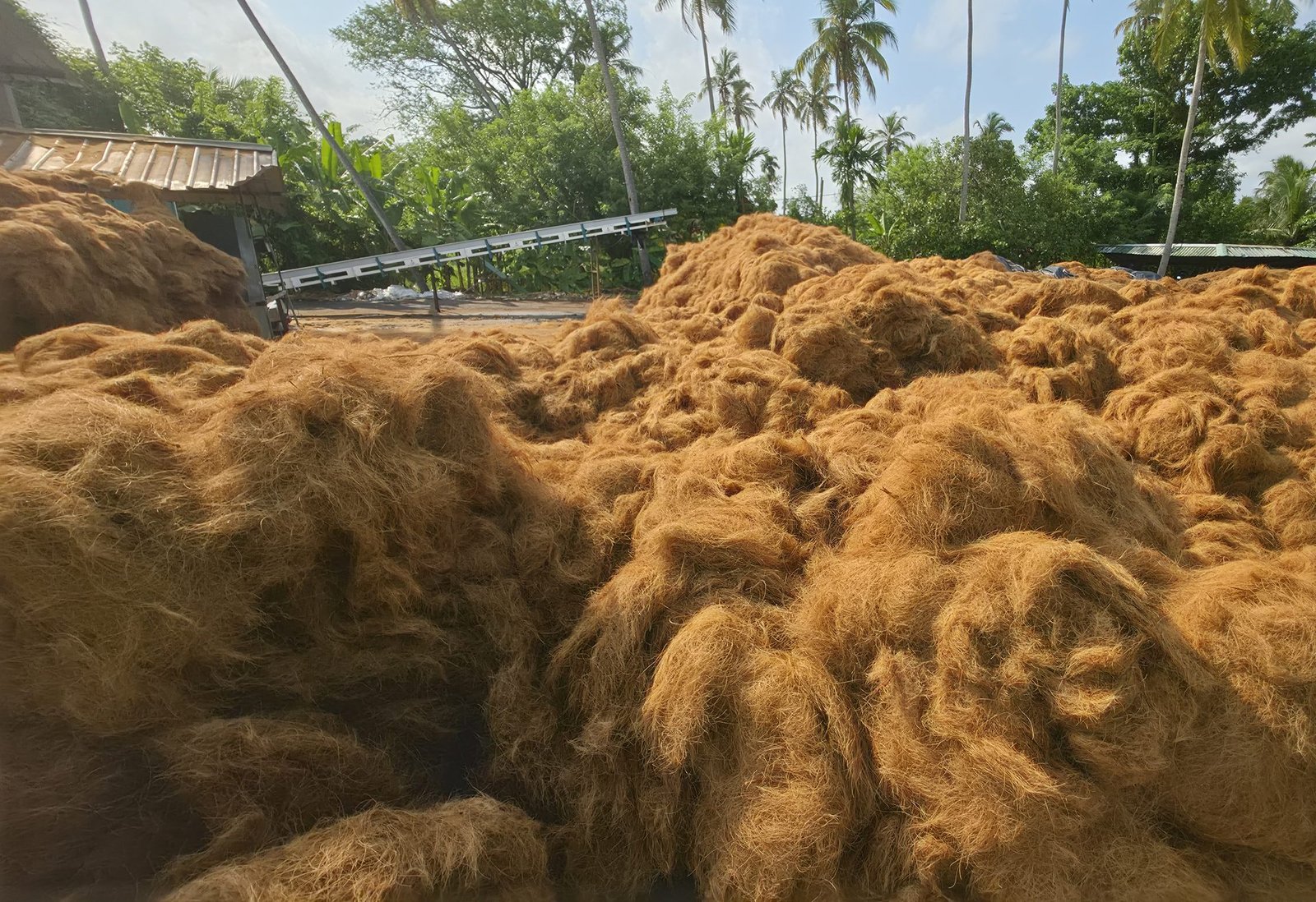 Heaps of golden coconut fibre drying in the yard at our Sri Lankan facility