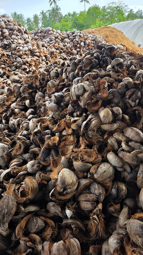 Piles of raw coconut husk at the Tropicoir processing facility in Sri Lanka
