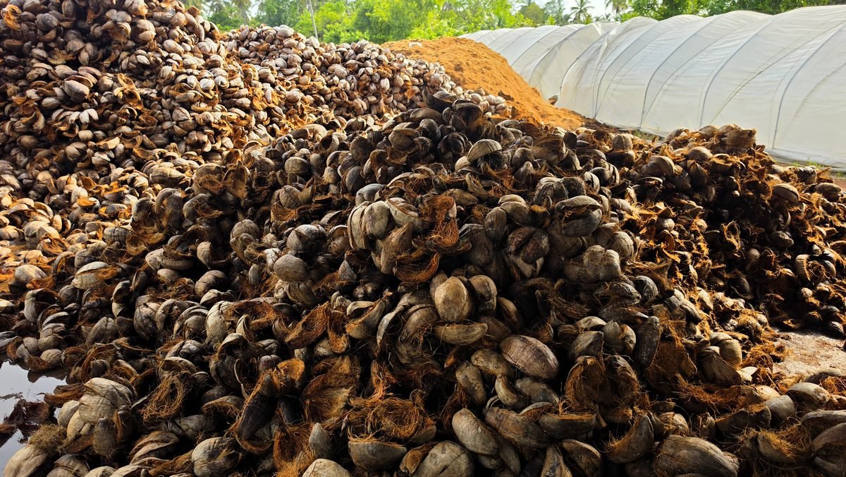 Mountains of coconut husk beside the drying tunnels at our Sri Lankan processing facility