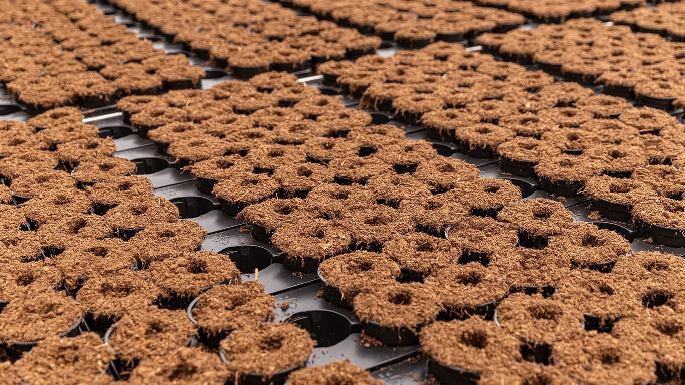 Trays of coco coir propagation plugs