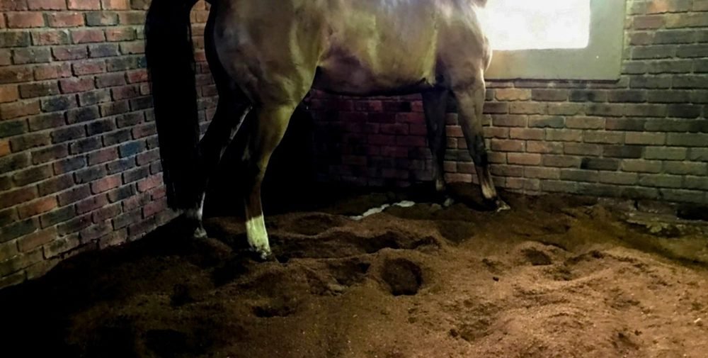 A horse standing on a deep coco peat bed in a brick stable
