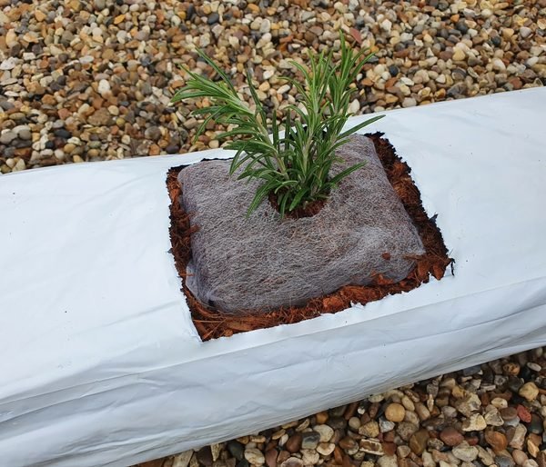 A wrapped coir propagation cube planted into a grow bag