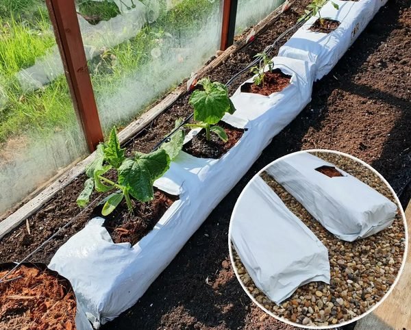 Row of coir grow bags planted with cucumber seedlings in a greenhouse
