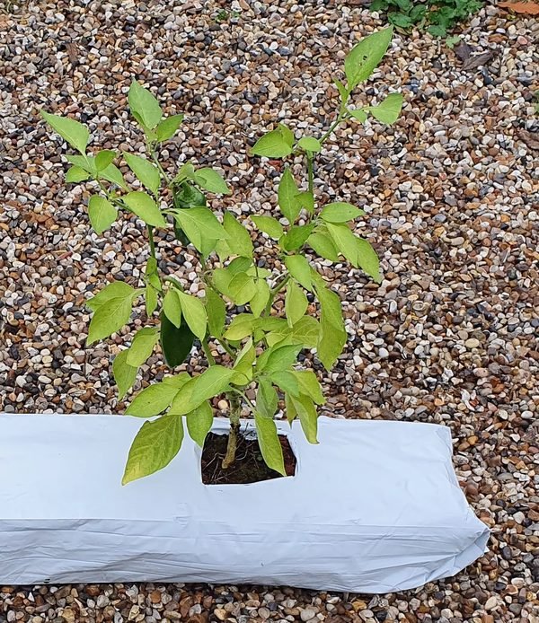 A pepper plant growing from a coir grow bag